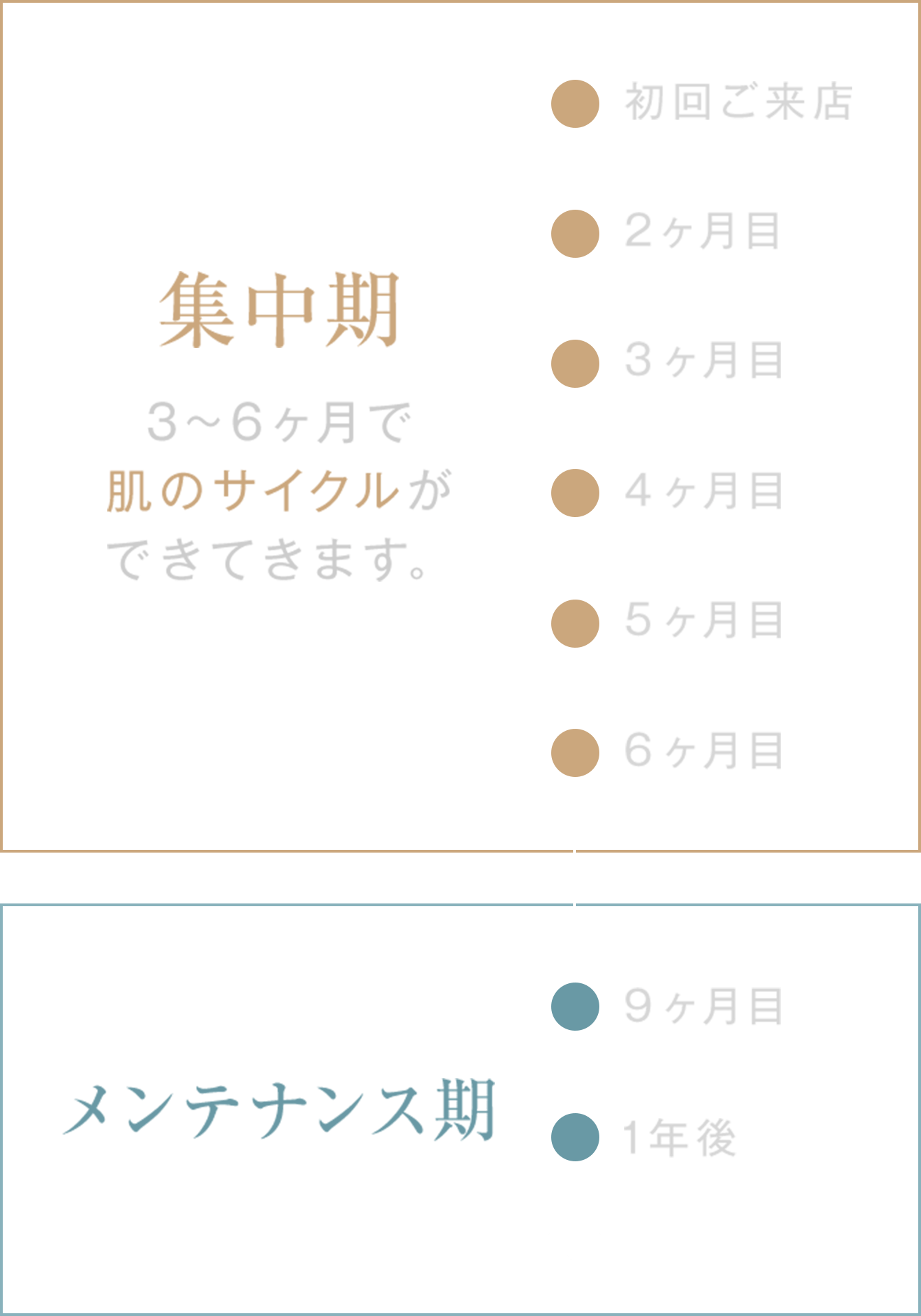 集中期/3~6ヶ月で肌のサイクルができてきます。
→メンテナンス期